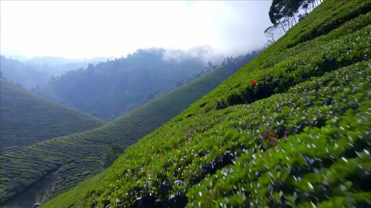 绿意盎然的山坡茶园景观