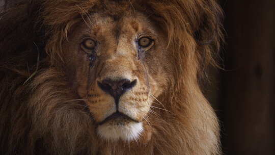 美丽的狮子特写肖像视频素材模板下载