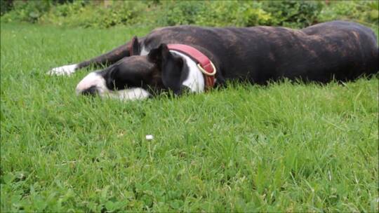狗在草地上玩耍