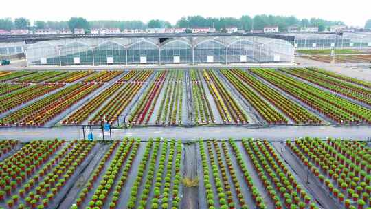 大棚外整齐排列的盆栽植物