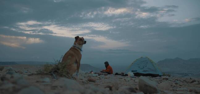 男人和狗在沙漠露营