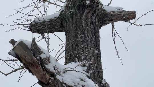 大雪天气树干上的积雪