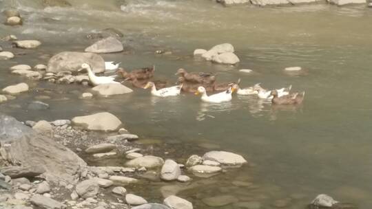 散养河水里觅食的麻鸭鸭子