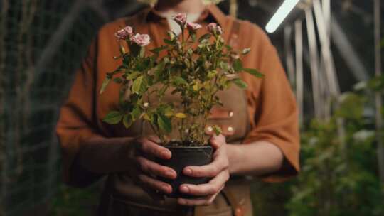 女人，木箱，花盆，温室