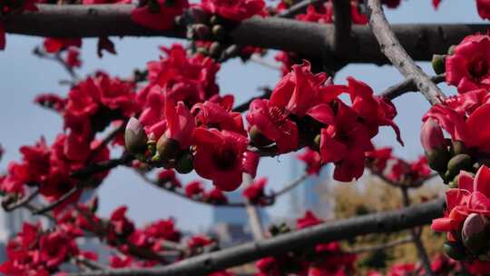 枝头盛开的红色木棉花