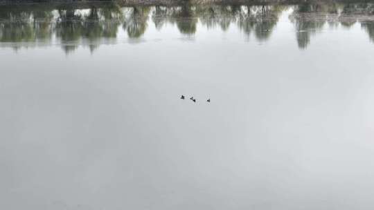 水面上游泳的水鸭子合集
