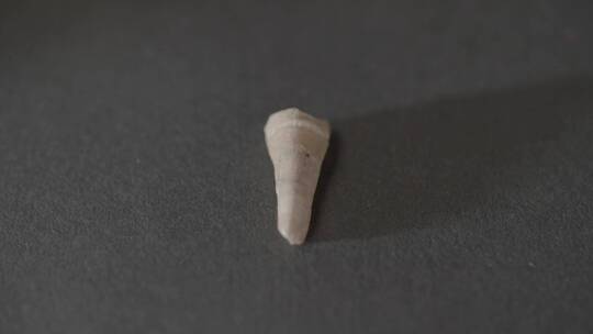 古人类牙齿化石特写LOG视频素材