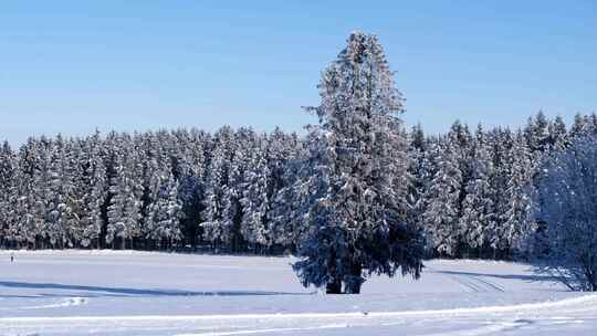 雪后森林