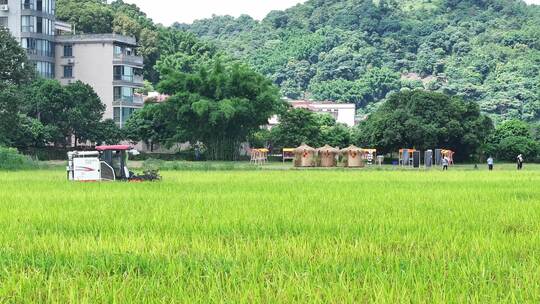 中国广东省广州市白云区太和镇白山村稻田