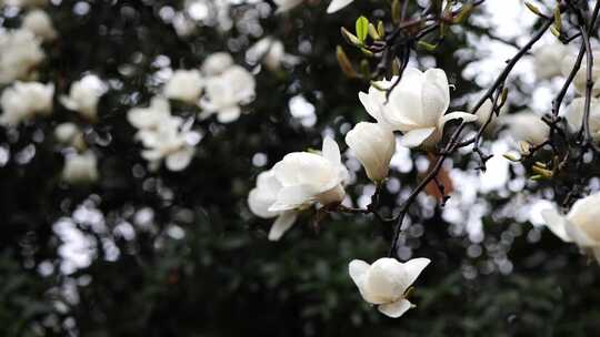 白色玉兰花，雨中玉兰花