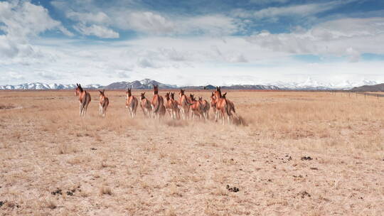 西藏阿里普兰县玛旁雍错旁藏野驴