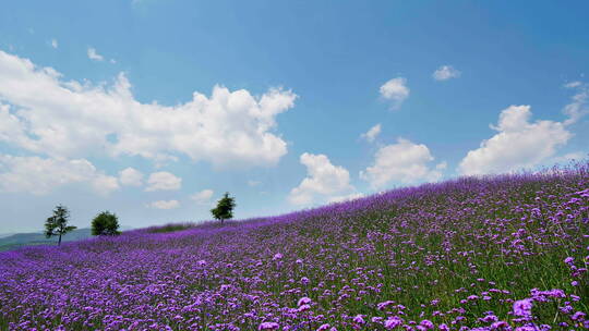 蓝天白云下漂亮的紫色马鞭草花海