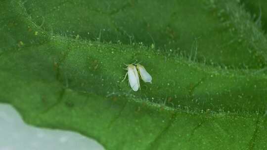 烟粉虱-农业害虫-昆虫-番茄上的害虫