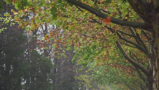 秋天下雨落叶行人视频素材模板下载