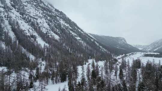 寒雪木黎明