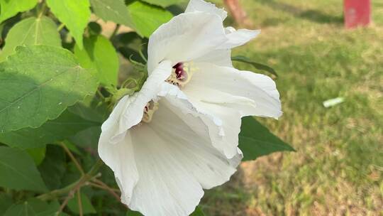 白色木槿花植物视频素材模板下载