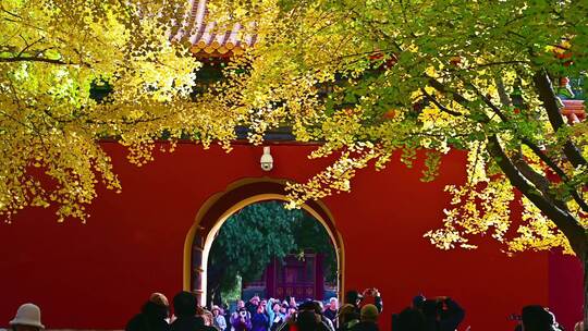 中式古建筑前的黄色的银杏叶