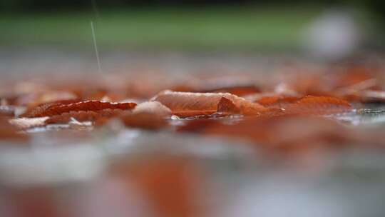 秋天秋雨秋叶落叶视频