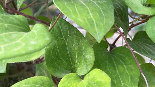 铁线莲植物叶子特写镜头