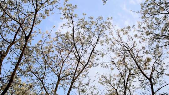 清明踏青花草树木天空高清实拍