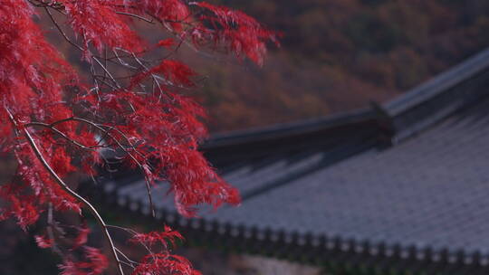 韩国五台山秋景 红树枝随风摇摆 青瓦屋檐