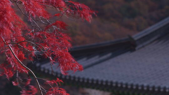韩国五台山秋景 红树枝随风摇摆 青瓦屋檐视频素材模板下载