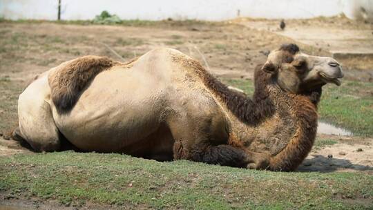 骆驼躺在地上