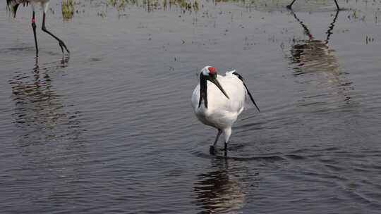 齐齐哈尔扎龙湿地自然保护区中的丹顶鹤视频素材模板下载