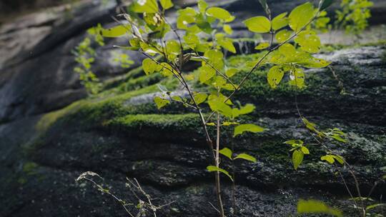 绿色植物山谷苔藓