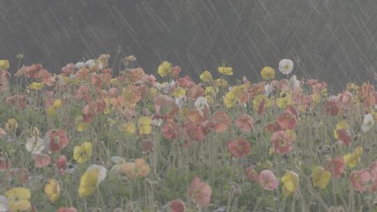雨水灌溉花田酒地花卉基地浇灌花朵视频素材模板下载