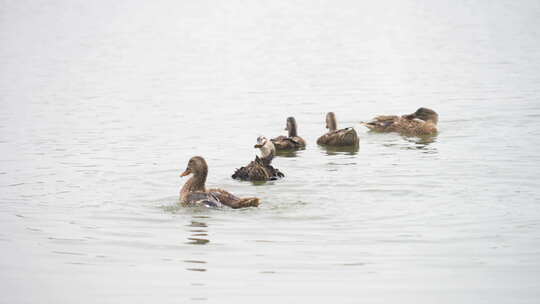 鸭子 农村鸭子 河边鸭子 鸭子在玩水
