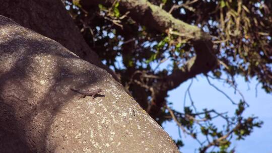 蜥蜴在树干上晒太阳