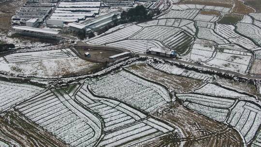 航拍 冬天 农田  梯田 农作物 雪景