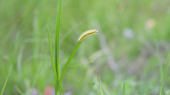 绿色生命力毛毛虫特写