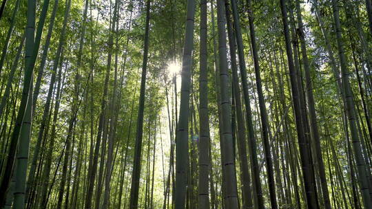 竹海竹林竹子竹园竹韵竹叶视频素材模板下载