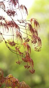 4K花草植物素材——鸡爪槭