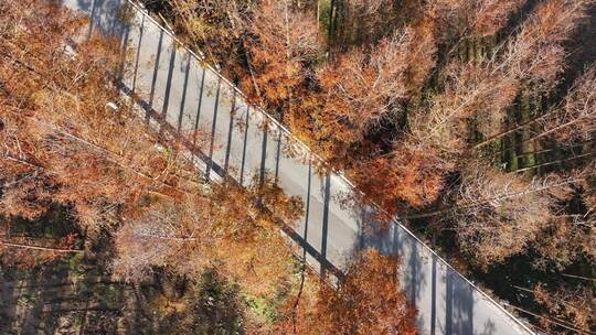 塘下公路  水杉林 秋天最美公路