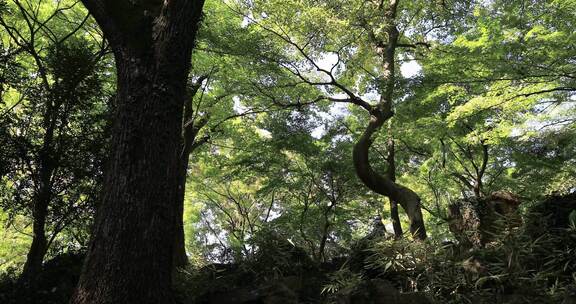 苏州园林里的树林丛林 留园阳光树林