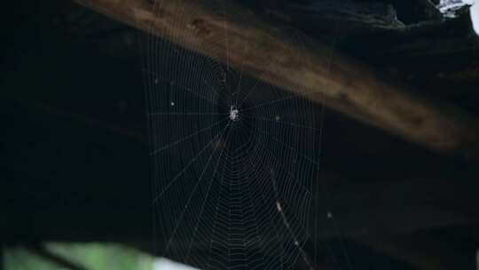 蜘蛛网 雨后蜘蛛网