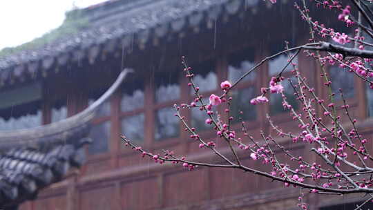 雨中古建筑旁盛开的粉色梅花