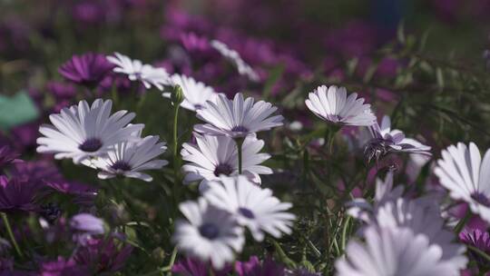 白色紫色小花朵随风摇曳视频素材模板下载