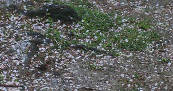 下雨落花  雨天花瓣掉落