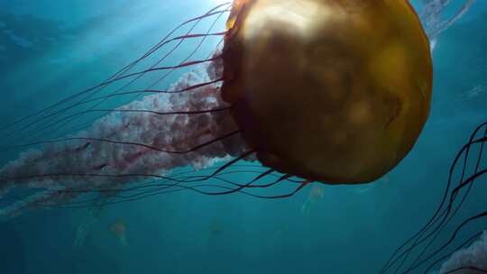 唯美水族馆水母水下拍摄海底世界视频素材模板下载