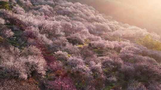 航拍福州永泰青梅花（葛岭万石村）29