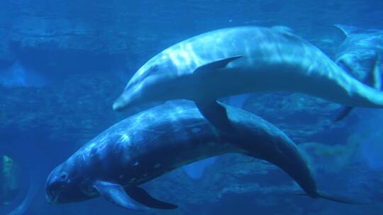花鲸和海豚在水下游动玩耍鲸豚兽灰海豚视频素材模板下载