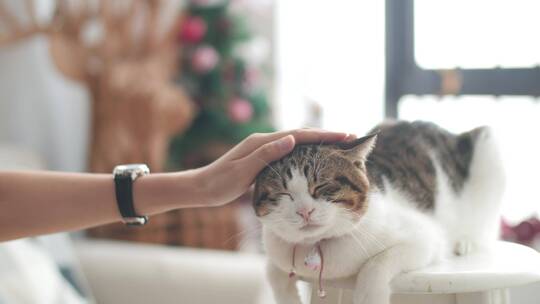 室内逗猫，宠物猫咪带圣诞场景4k视频素材视频素材模板下载