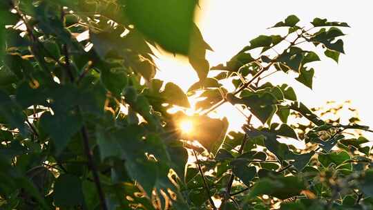 夕阳穿过植物枝头叶子光影