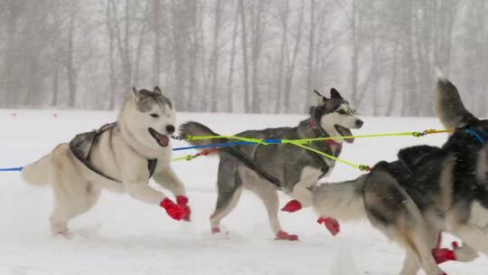 一队在雪地里奔跑的哈士奇雪橇狗