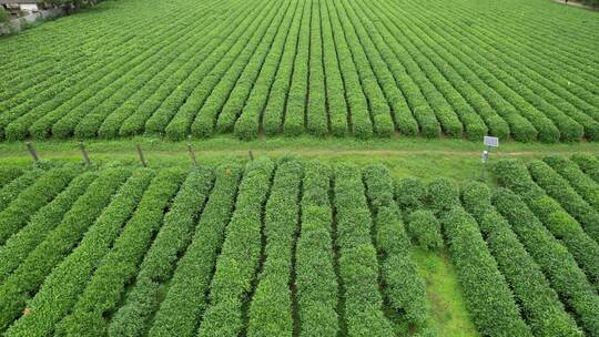 广西桂林尧山茶园