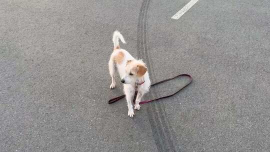 一只白狗在停车场跑来跑去